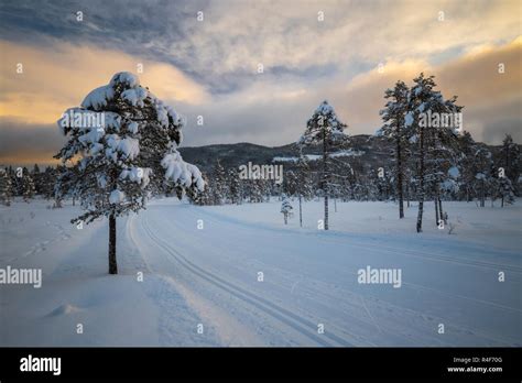 Deep Fresh Snow In Norwegian Forest Boreal Landscapes In Winter