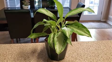 10 10 aglaonema silver bay | plant delivery online. AGLAONEMA SILVER BAY PLANT CARE | DONNA JOSHI - YouTube