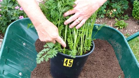 Hgv How To Recognise Carrots That Have Gone To Seed Start To Finish