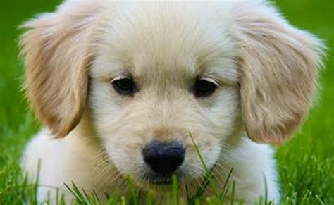 50 Most Lovely Golden Retriever Puppy Pictures And Images