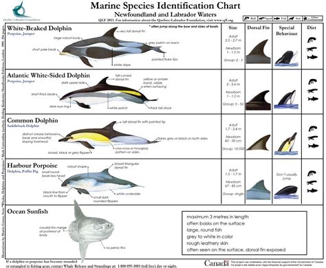 Different Types Of Dolphins With Pictures Peepsburghcom