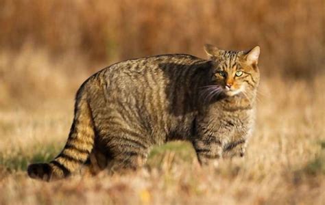 european wildcat facts and appearance