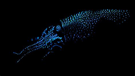 Now Is The Time To See Squid That Glow Like Fireflies The New York Times