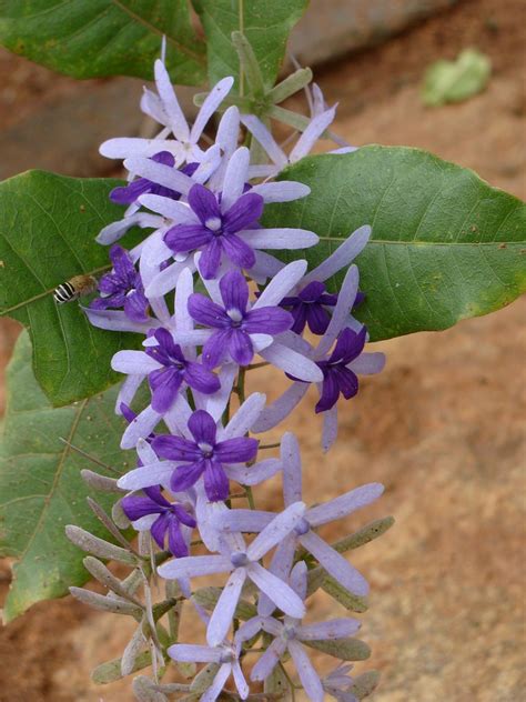 What are the names of flowering plants? Sandpaper Vine | The plant is native to Mexico and Central ...