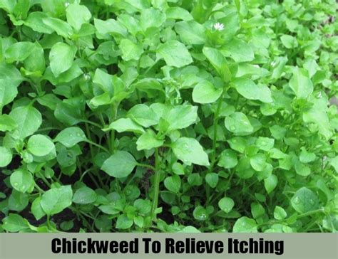 10 Herbal Remedies For Itching Best Treatment For Itching Search