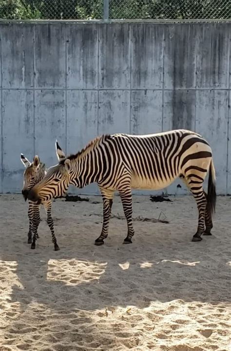 Baby News Disneys Animal Kingdom Welcomes Zebra Foal Disney Parks Blog