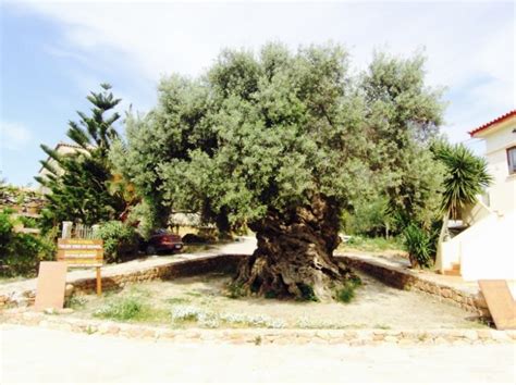 Elia Vouvon Oldest Olive Tree In The World Greek City Times