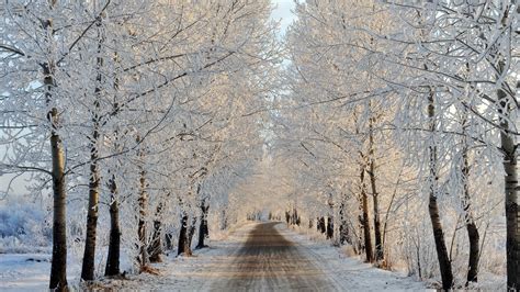 Snow Covered Tree Lined Street Full Hd Wallpaper And Background Image