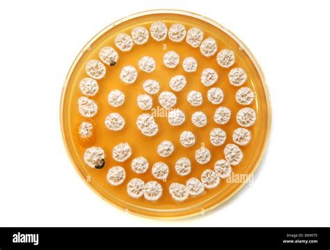 White Fungi On Agar Plate Stock Photo Alamy