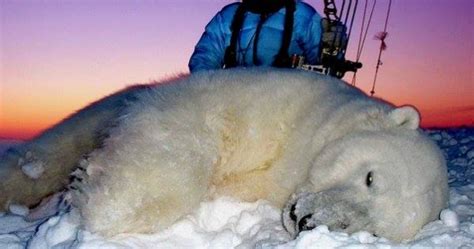 Make Polar Bears Trophy Hunting Illegal In Canada