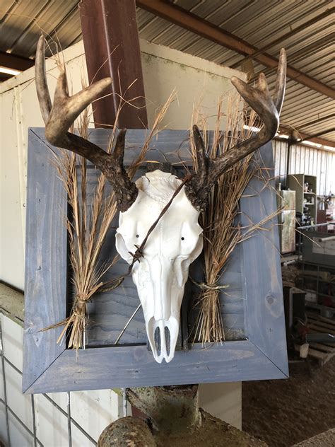Mounted This For My Nephew His First Deer Skull Mount Ideas Deer
