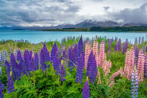 Guide To Best Places In New Zealand To See Lupins