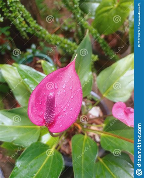 This Bright Pink Anthurium Lives Up To Its Nickname The Flamingo