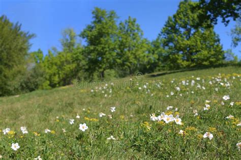 Spring Wildflower Meadow With Wood Anemone Anemone Nemorosa And