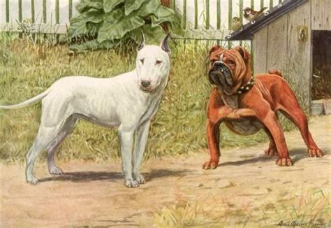The De Evolution Of The Bulldog Scienceline