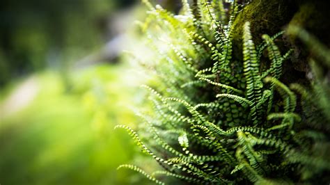 Find and download wallpapers plants wallpapers, total 23 desktop background. nature, Ferns, Blurred, Depth Of Field, Plants Wallpapers ...