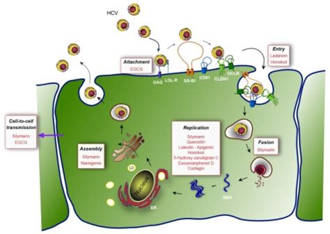 Hepatitis C Virus Hcv Life Cycle And Targets Of The M Open I