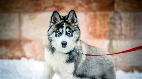 Husky Wallpaper Dogs Animals Animales Animaux Wallpapers Pet