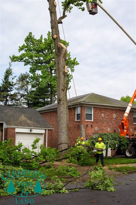 Residential Tree Service Nyc And Long Island Ny Clearview Tree And Land