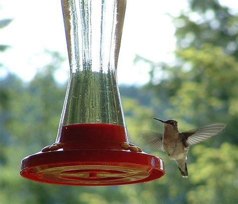 Extra sugar water can be stored in the fridge for up to a week. Homemade hummingbird food - 1:4 ratio - 1 cup of sugar to ...