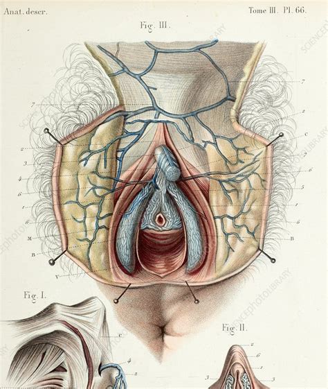 How to determine training status of the glutes. Female clitoral anatomy, 1866 illustration - Stock Image - C042/5032 - Science Photo Library