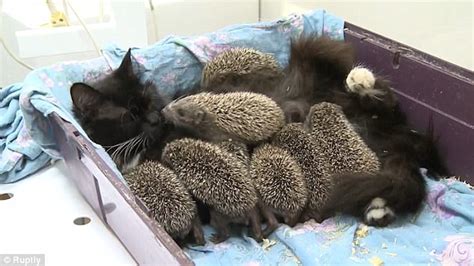 That got fostering in my blood and it was always a tickle in the back of my mind until i decided to foster for shelters. Hedgehog babies find foster mother in a Russian zoo's cat ...