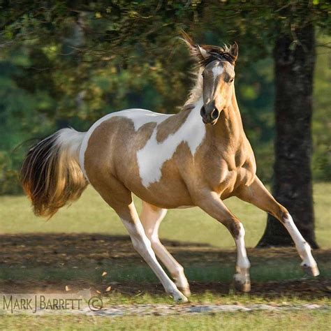 Beautiful Buckskin Paint Horse Chexy My Buckskin Paint Filly 2016
