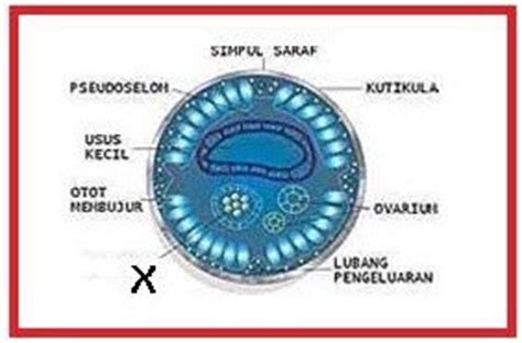 Maybe you would like to learn more about one of these? BIOLOGI GONZAGA: TEST CACING (VERMES)