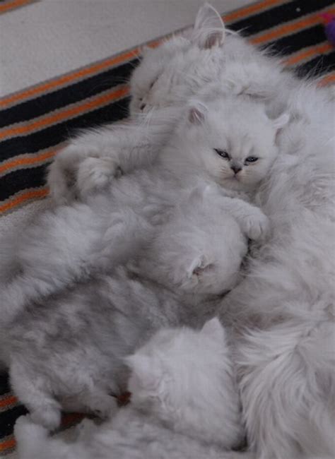 Funny and cutest white fluffy persian kitten video. white fluffy kittens and their fluffy cat mommy! It's my ...