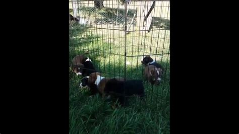 A Rockin Kr Mcnabs Litters Of Mcnab Shepherd Pups Youtube