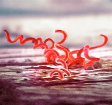 Syphilis Bacteria Photograph By Cdc Pixels Merch