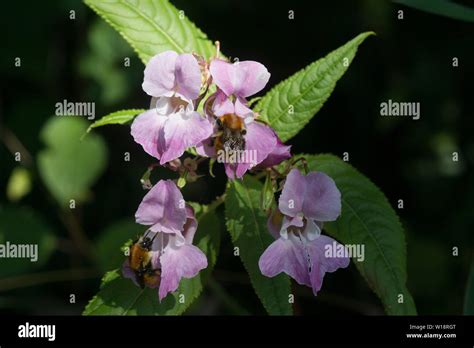 Flowers Of The Himalayan Balsam Impatiens Glandulifera Stock Photo Alamy