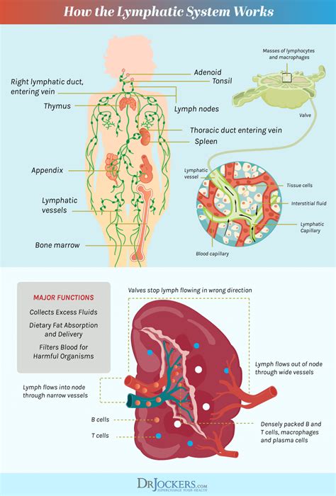 Lymphatic Cleansing 8 Ways To Clear Lymph Congestion