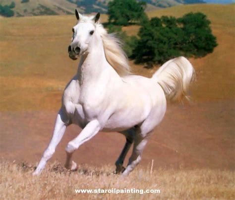 White Horse ♡ Horses Photo 35203626 Fanpop