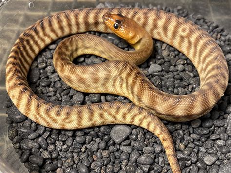 Available Woma Pythons At Aar
