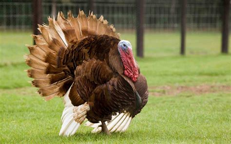 a turkey is a large bird in the genus meleagris visit us on facebook facebook