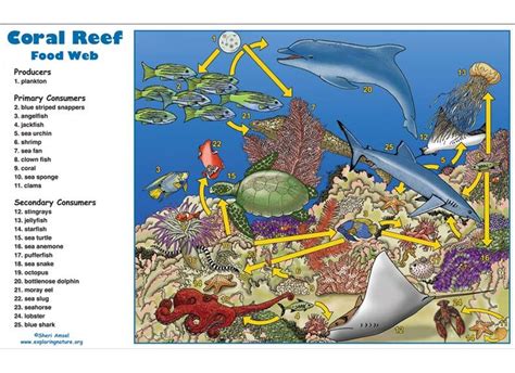 Coral Reef Food Web Coral Reef Biome Coral Reef Ecosystem Coral
