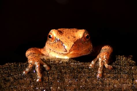 Critter Of The Month Spring Peeper Star Journal