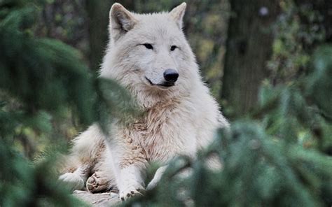Download Wallpapers Arctic Wolf Predator White Wolf Wildlife Wolves