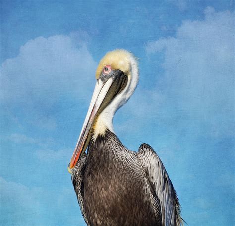 Florida Brown Pelican Photograph By Kim Hojnacki Fine Art America