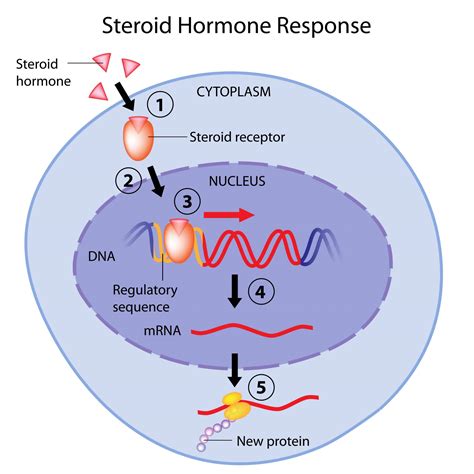 What Are Steroids The Science Behind Steroids