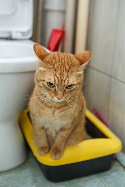 How to potty train kittens. Should You Teach Your Cat To Use The Toilet?