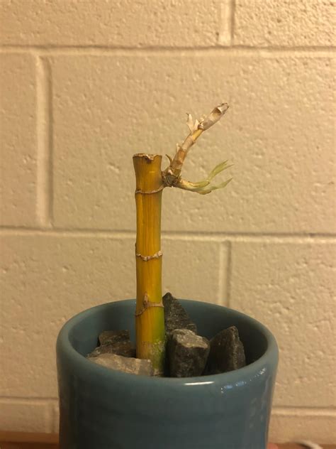 Lucky bamboo grow well in indirect sunlight. My Lucky Bamboo is turning yellow and I don't know why ...