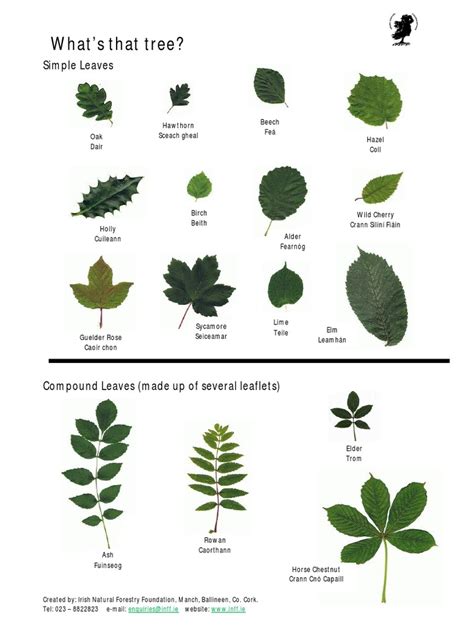 Types Of Trees Identification Pelajaran