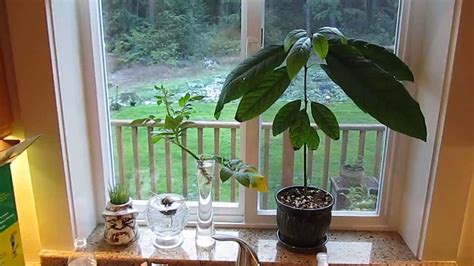 They do poorly in wet soils. Indoor Avocado Tree: Growing your Own - YouTube