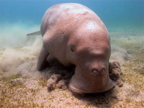 The Dugong Dugong Dugon Is A Large Mammal That Lives Its Whole Life