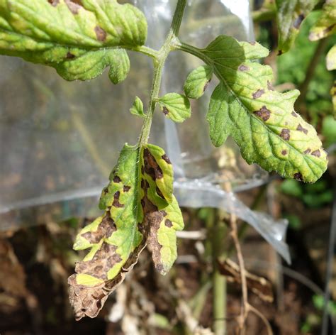 Identifying And Controlling Septoria Leaf Spot
