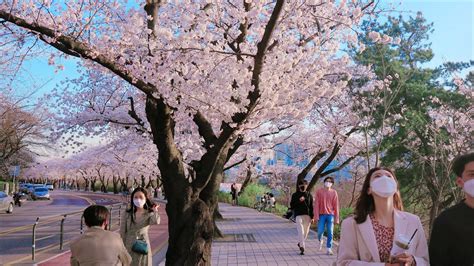 4k Seoul Walk Koreas Most Beautiful Famous Crowded Cherry Blossom