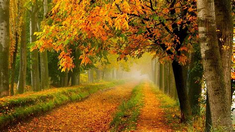 自然、 秋、 森林、 葉、 木立、 霧、 霧、 森、 路地、 木、 日光、 パス、 ブランチ、 朝、 カラフルな葉、 Hdデスクトップの壁紙