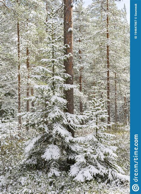 Snow Covered Young Spruces In The Winter Forest Stock Image Image Of